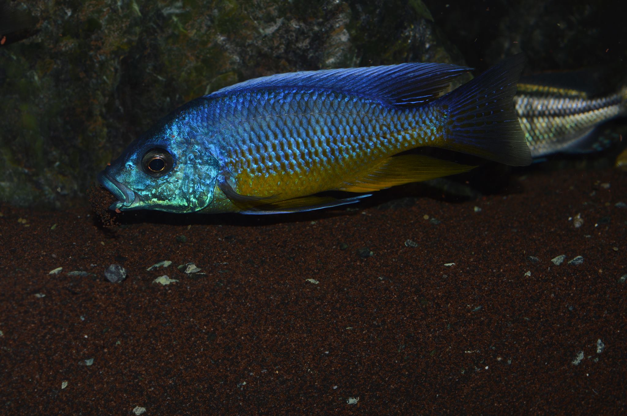 Protomelas sp.“spilonotus tanzania”