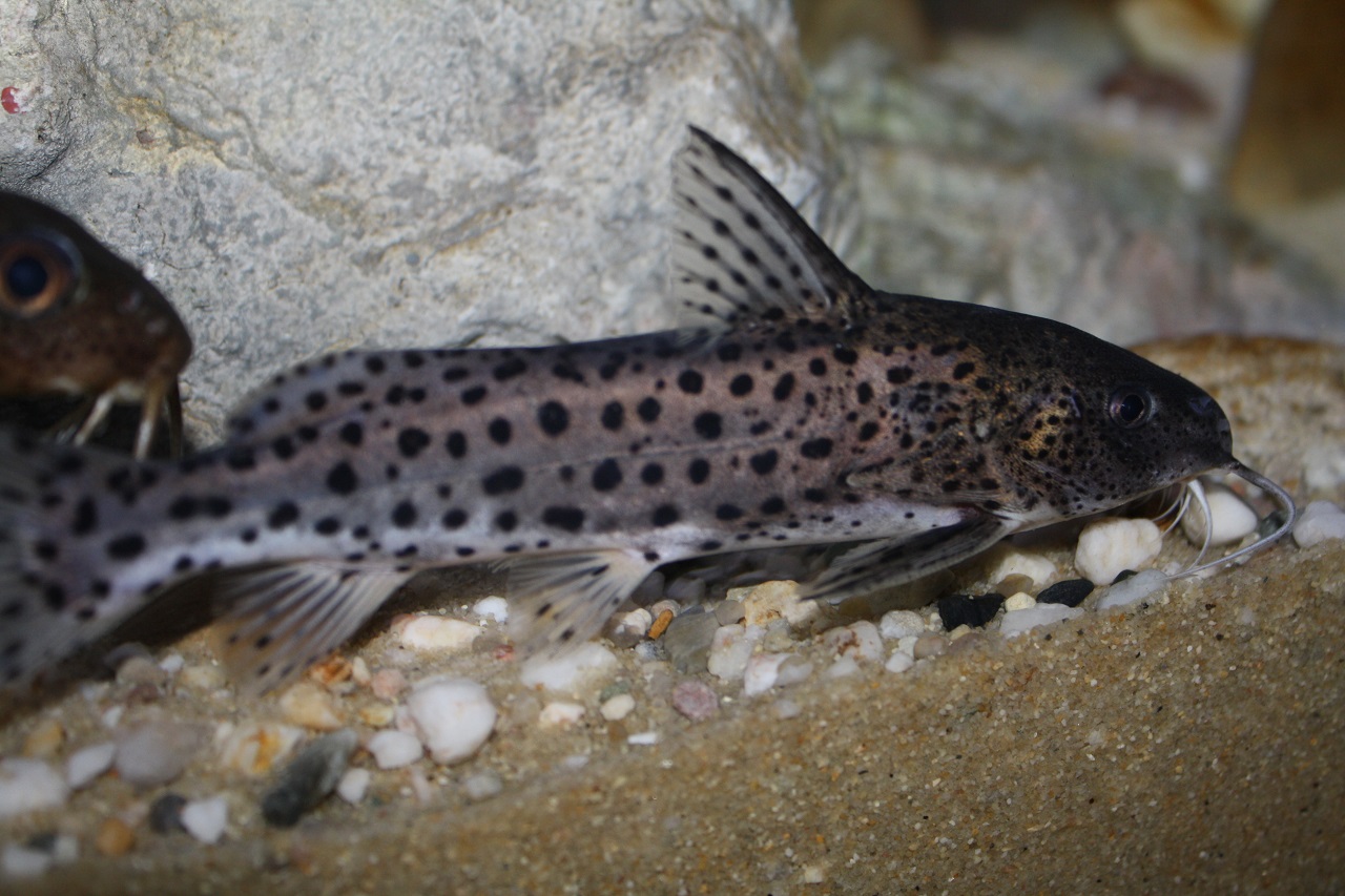 Synodontis njassae steven sasin