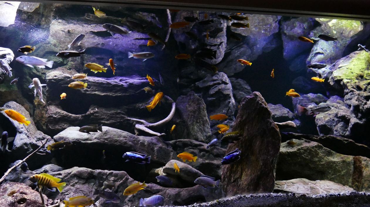 Aquarium