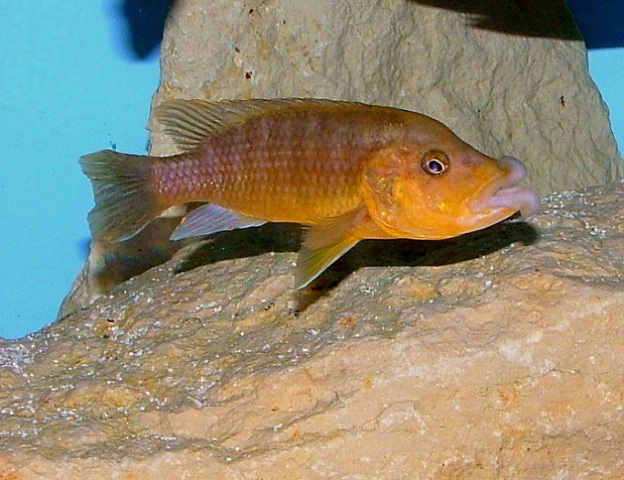 Abactochromis labrosus