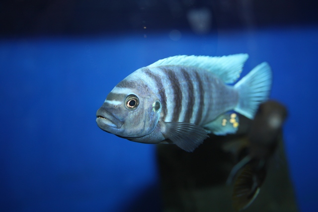 cynotilapia sp chinyankwazi birger lessow barschkeller