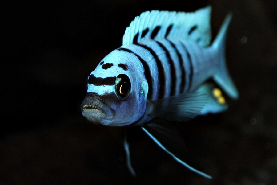 Cynotilapia sp. hara Gallireya Reef markus bredehöft