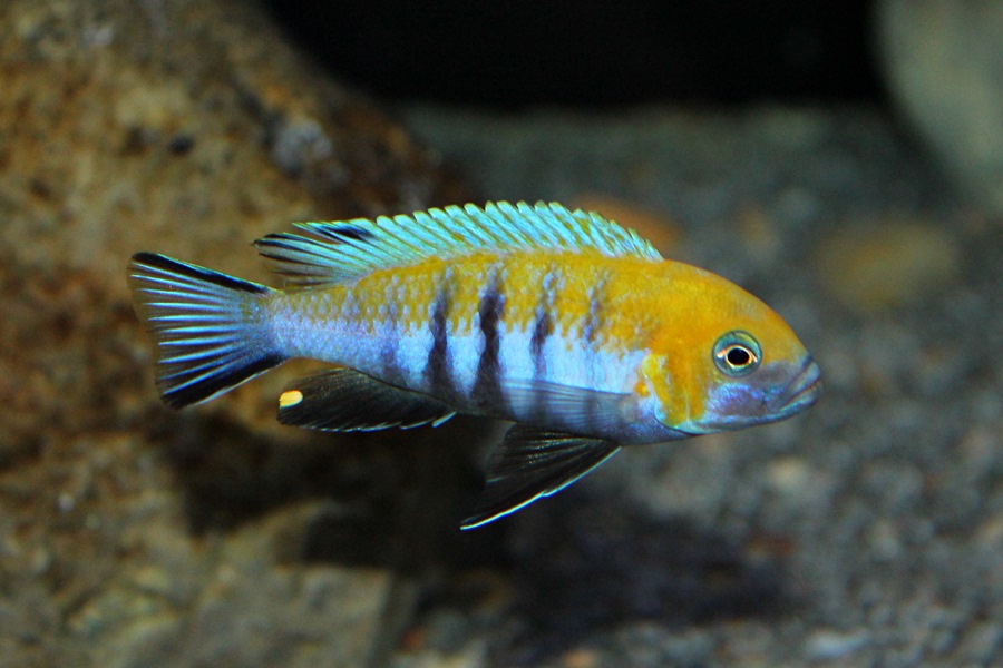 Cynotilapia zebroides Cobue