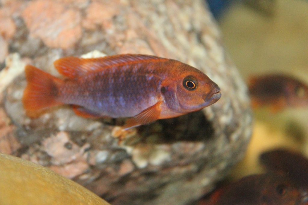 Iodotropheus sprengerae