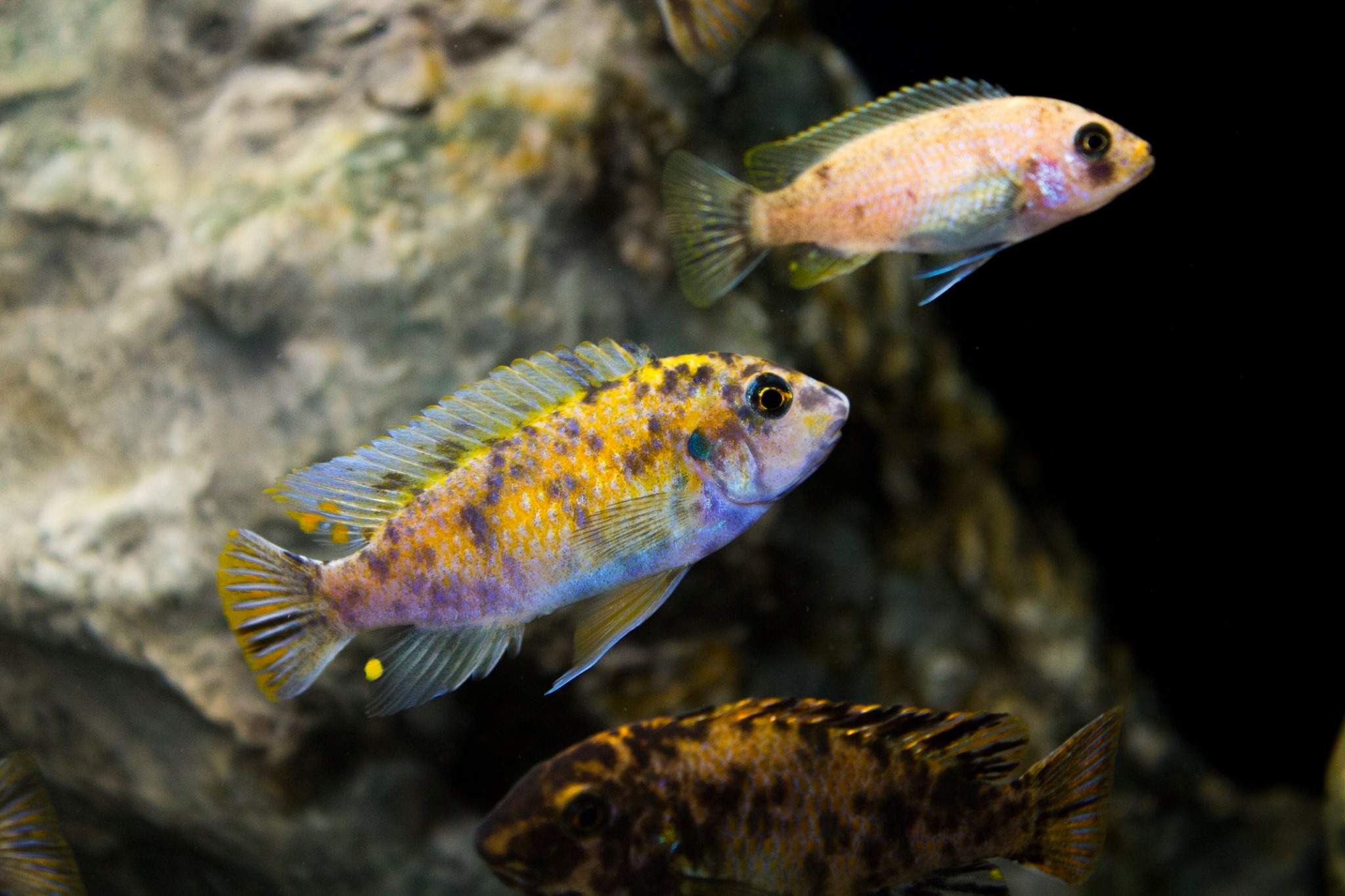 Labeotropheus fuelleborni Malawi Germany