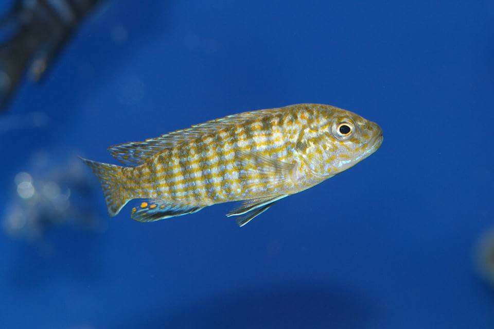 Labidochromis flavigulis machilli island Elton Panagi 1