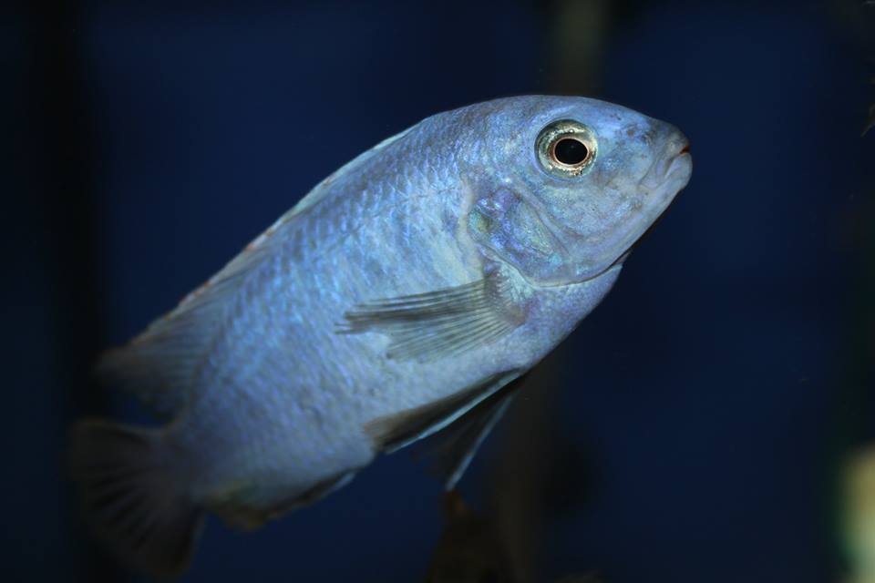 Labidochromis gigas machilli island Männchen Elton Panagi 1
