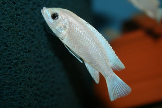 labidochromis blue white thumbi female birger lessow