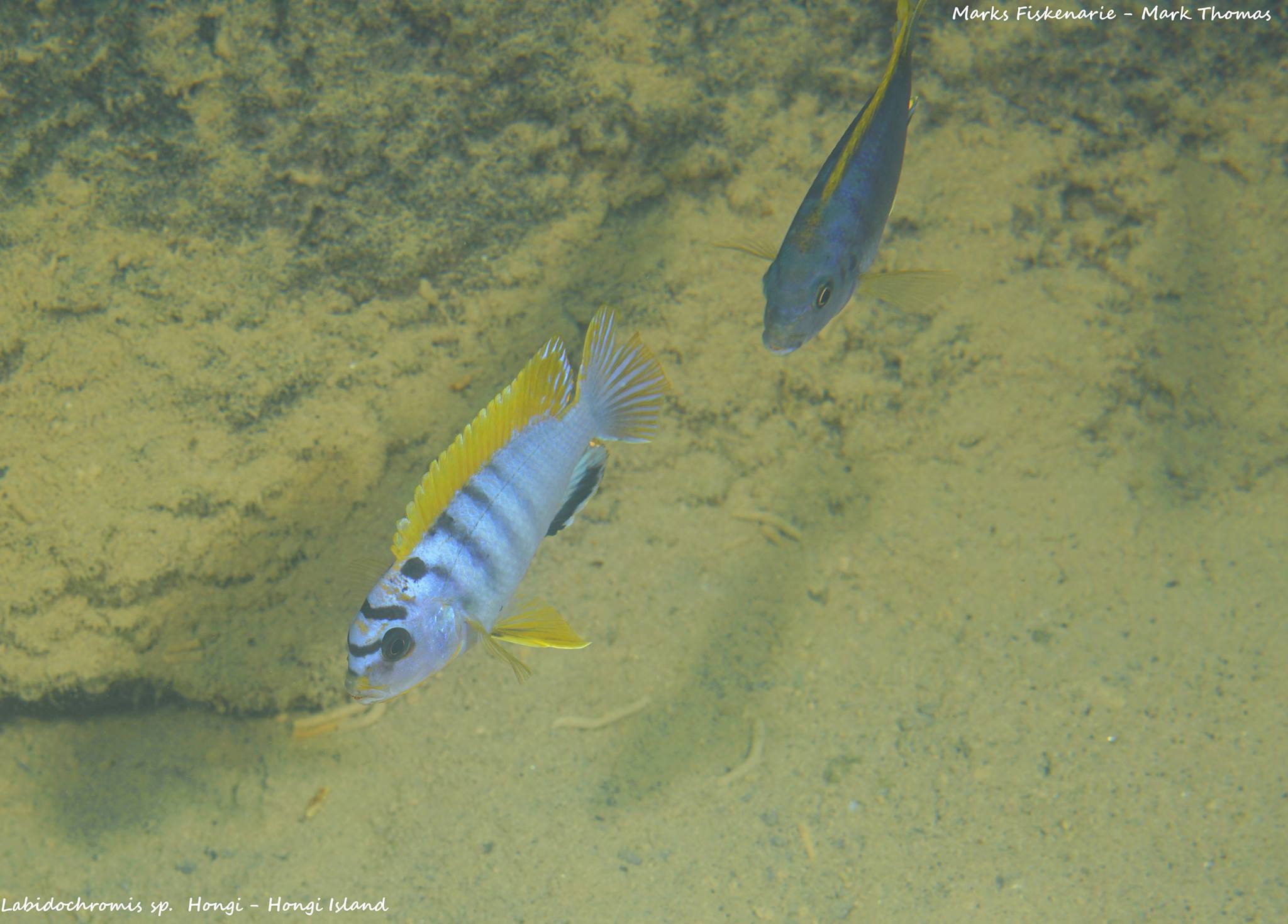 Labidochromis sp. "hongi"