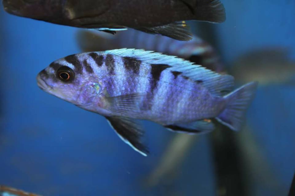 Labidochromis sp. gigas mara Männchen Elton Panagi 1