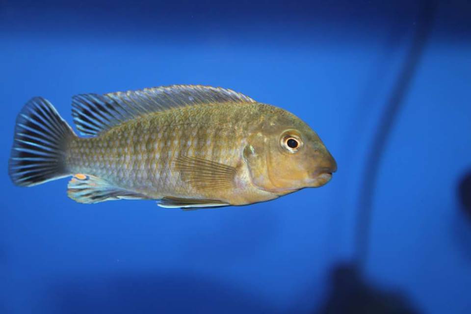 Labidochromis vellicans gome Männchen Elton Panagi 1