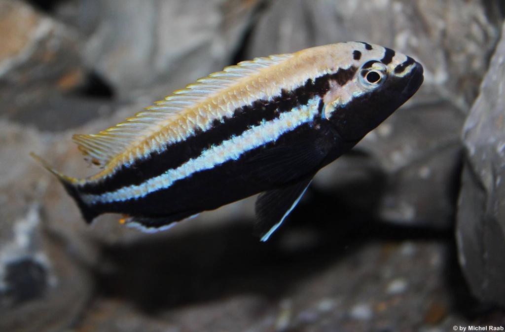 Melanochromis auratus Mnnchen   Michel Raab 1