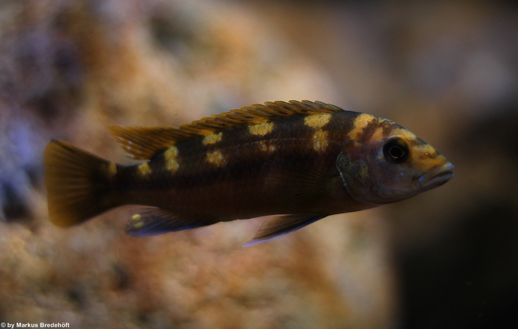 Melanochromis baliodigma