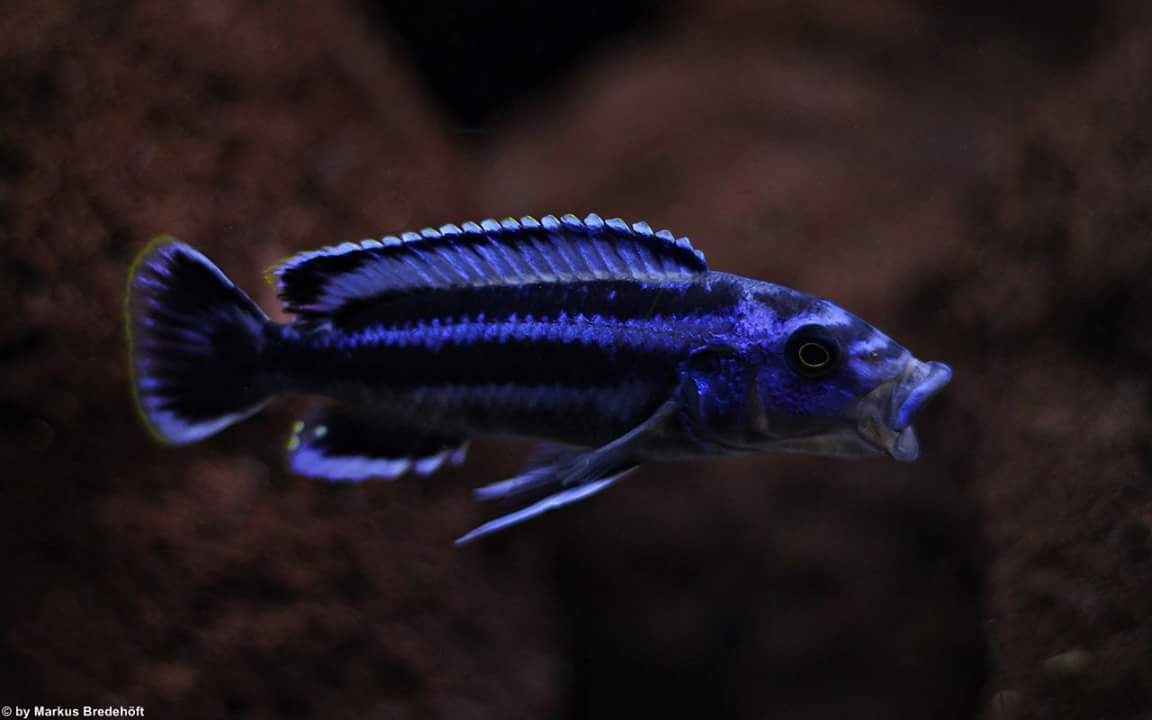 Melanochromis kaskazini Männchen Markus Bredehöft 2