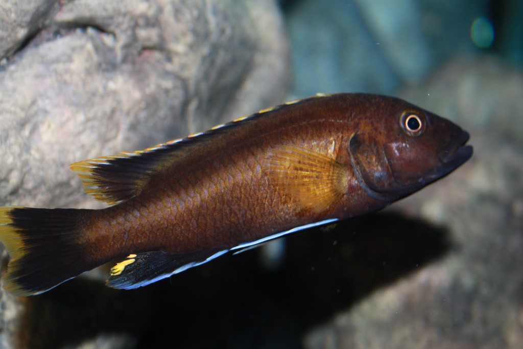 Melanochromis melanopterus Micha Ehmann 2