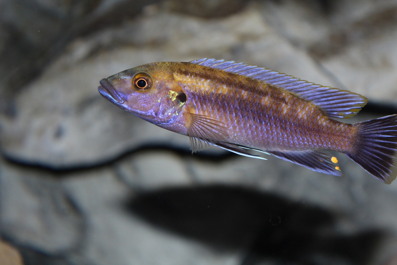 melanochromis robustus Micha Ehmann