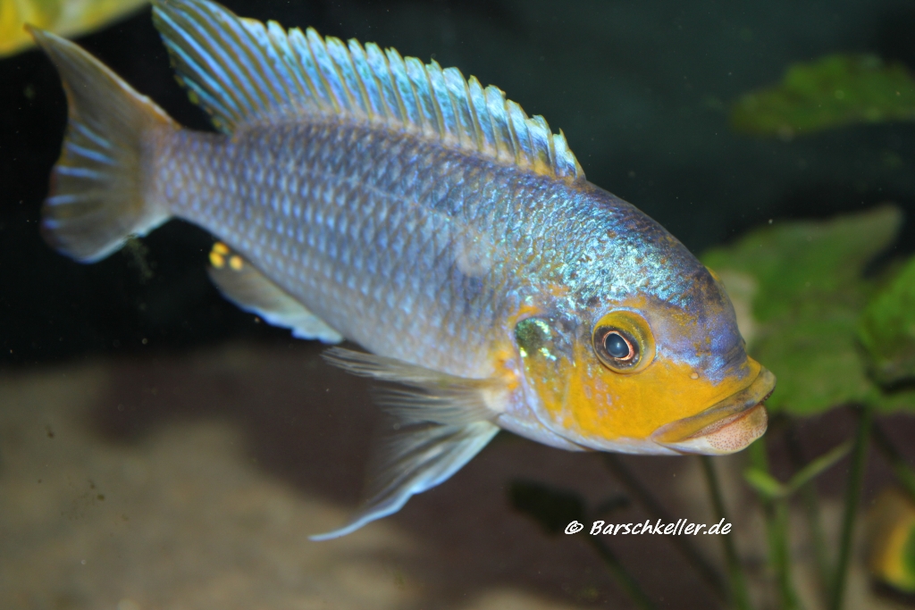 petrotilapia sp chitande yellow chin chewere Birger Lessow