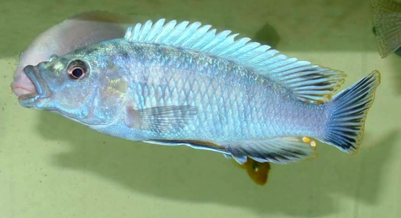 Pseudotropheus benetos