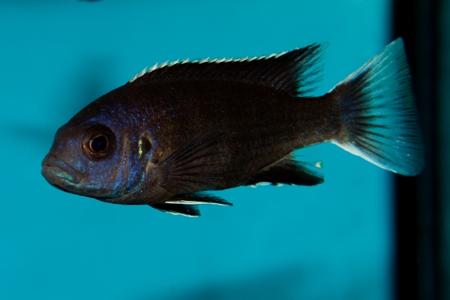 Pseudotropheus elegans