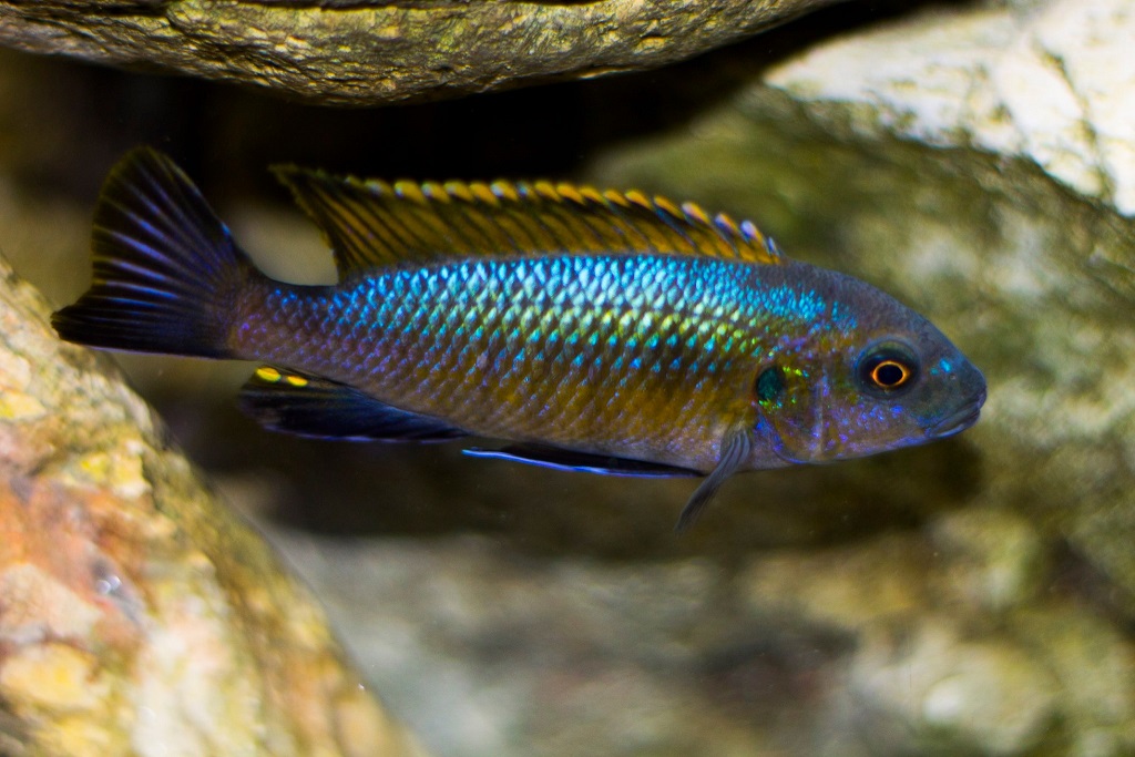 Pseudotropheus galanos 