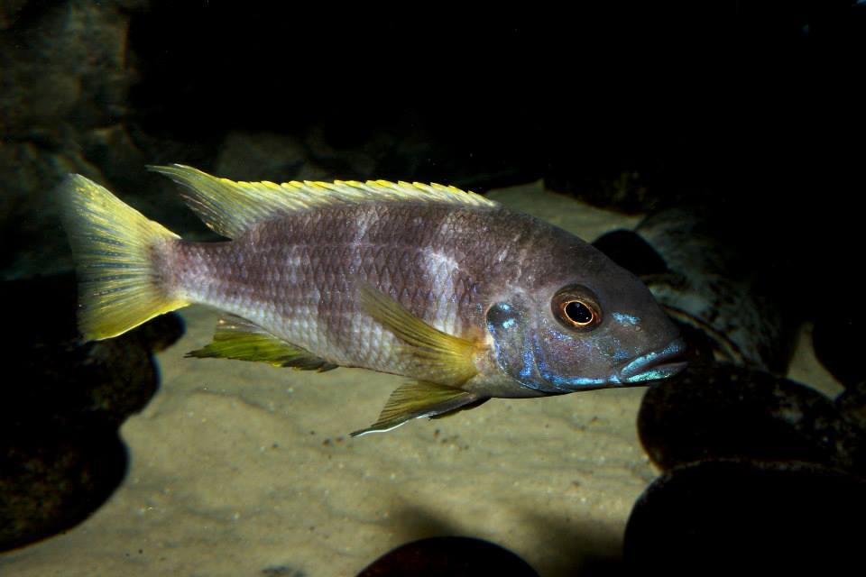 Pseudotropheus livingstonii usisya.peteBarnes