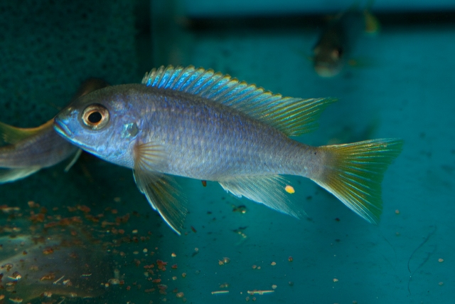 Pseudotropheus sp. "acei"