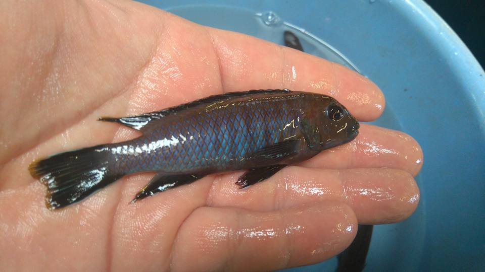 Pseudotropheus sp. "elongatus brown"