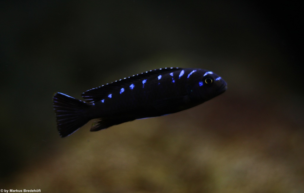 Pseudotropheus sp. "elongatus neon spot"