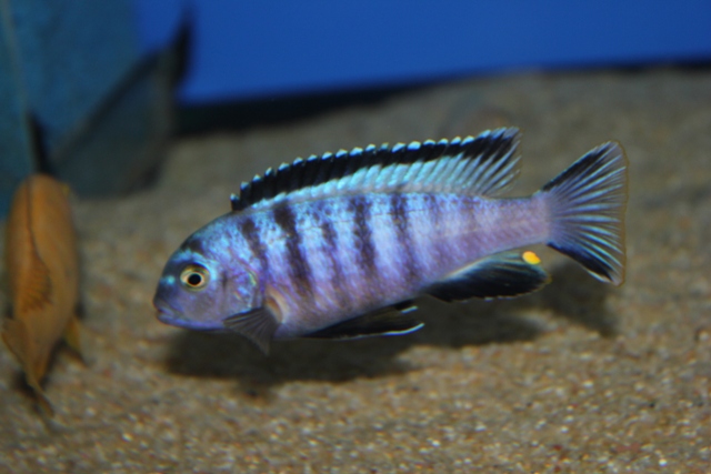 pseudotropheus ndumbi gold Birger Lessow