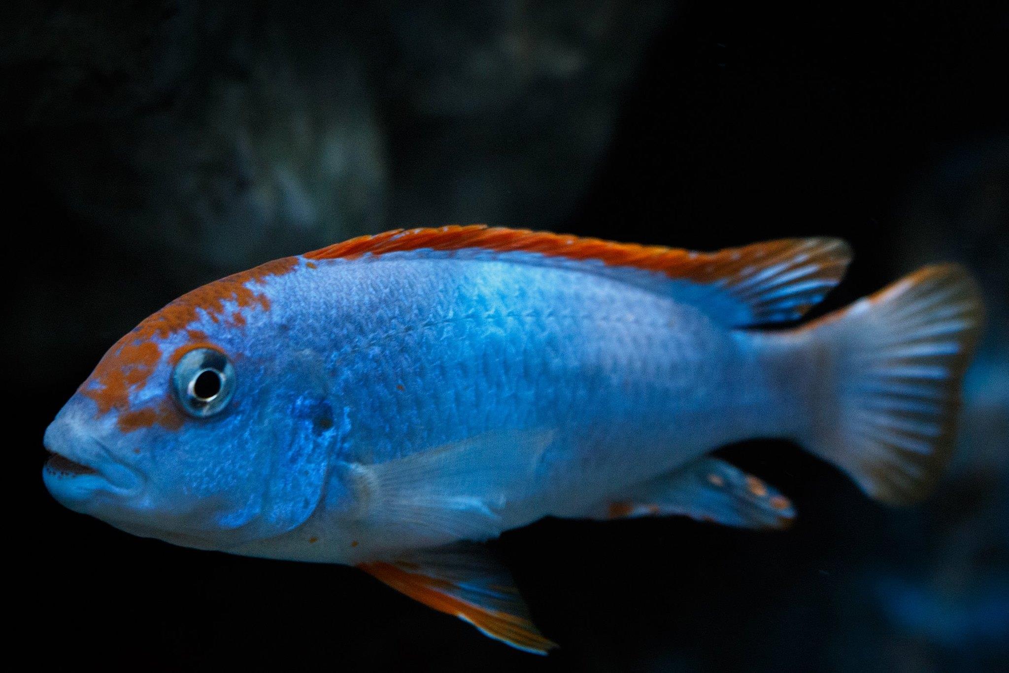 Pseudotropheus perspicax orange cap. mirko redeker1