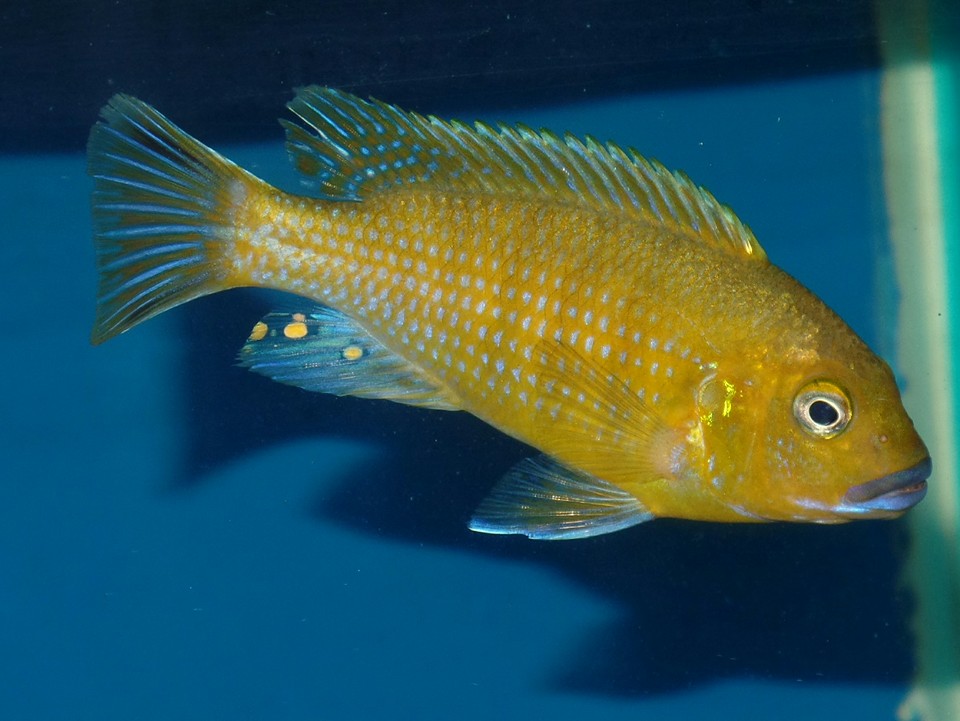 Pseudotropheus sp. "williamsi north"