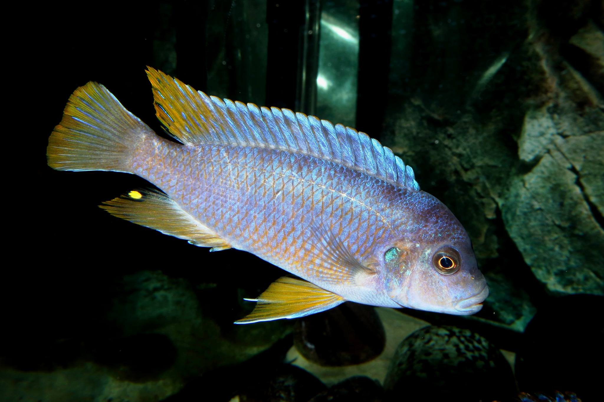 Pseudotropheus sp. aggressive yellow fin.peteBarnes