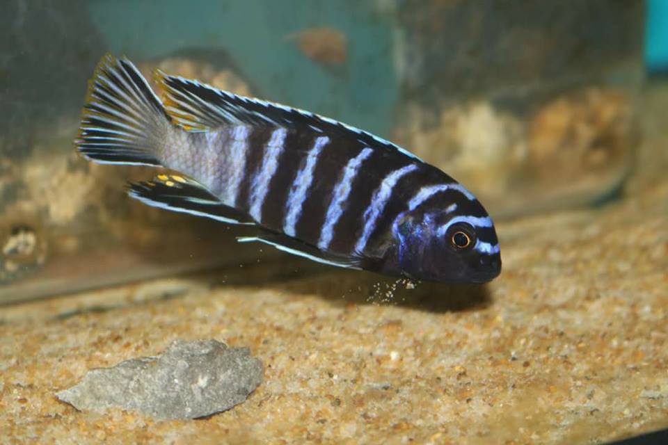 Tropheops elongatus chizumulu Elton Panagi 5