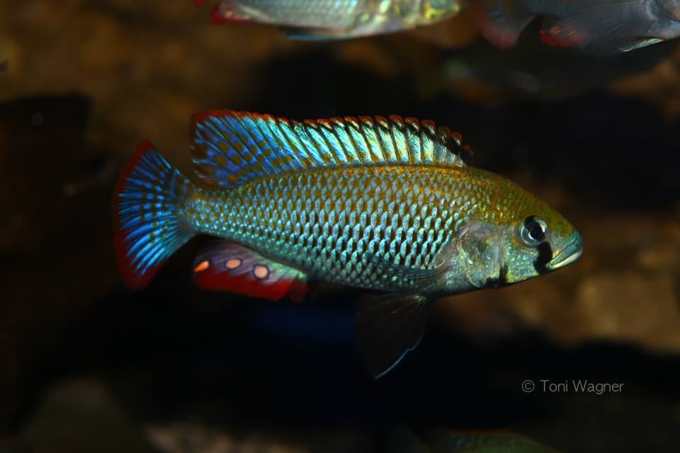 Astatotilapia calliptera thumbi east Mnnchen   Toni Wagner 1