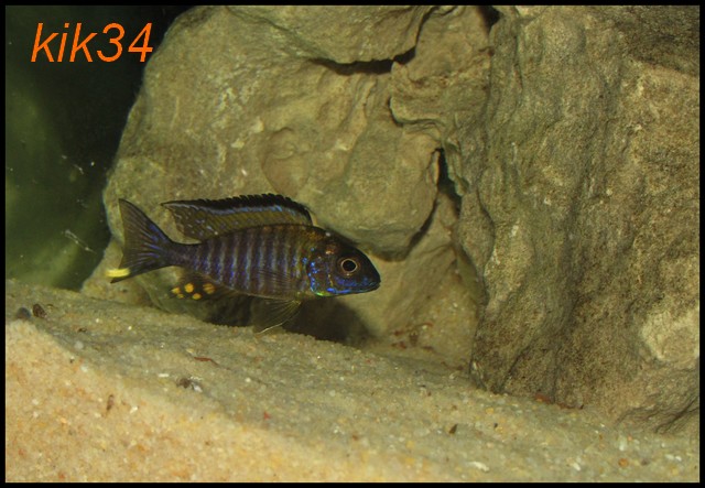 Aulonocara sp. chitande type north masimbwe yann dupuy