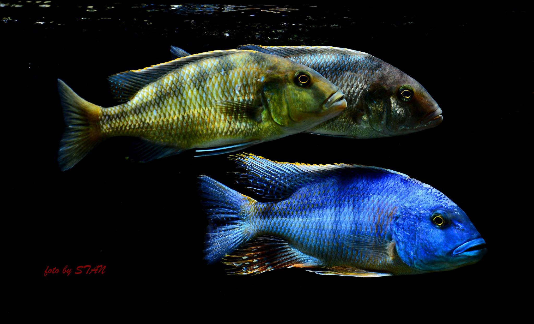 Buccochromis atritaeniatus