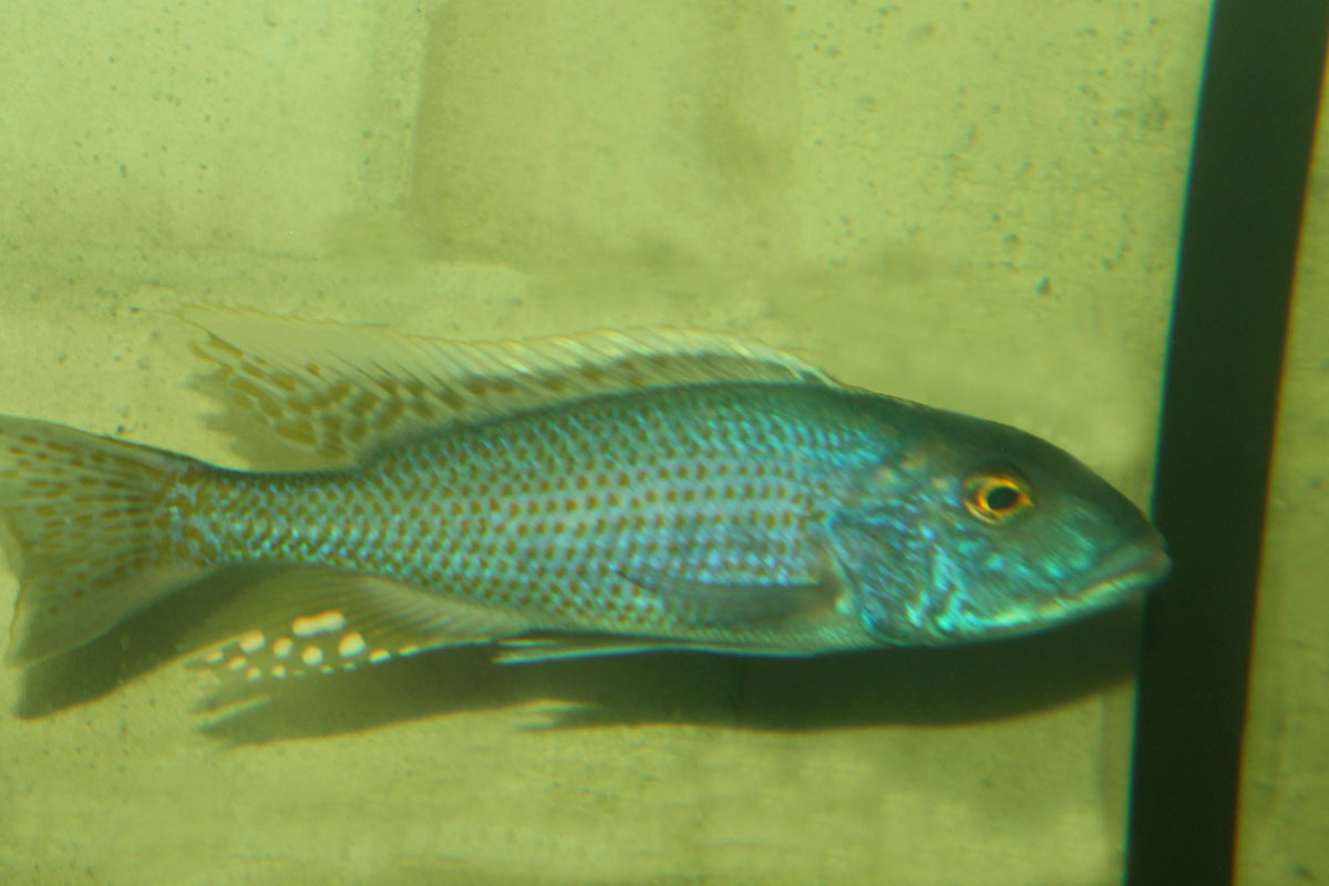 Buccochromis lepturus FloBoehling