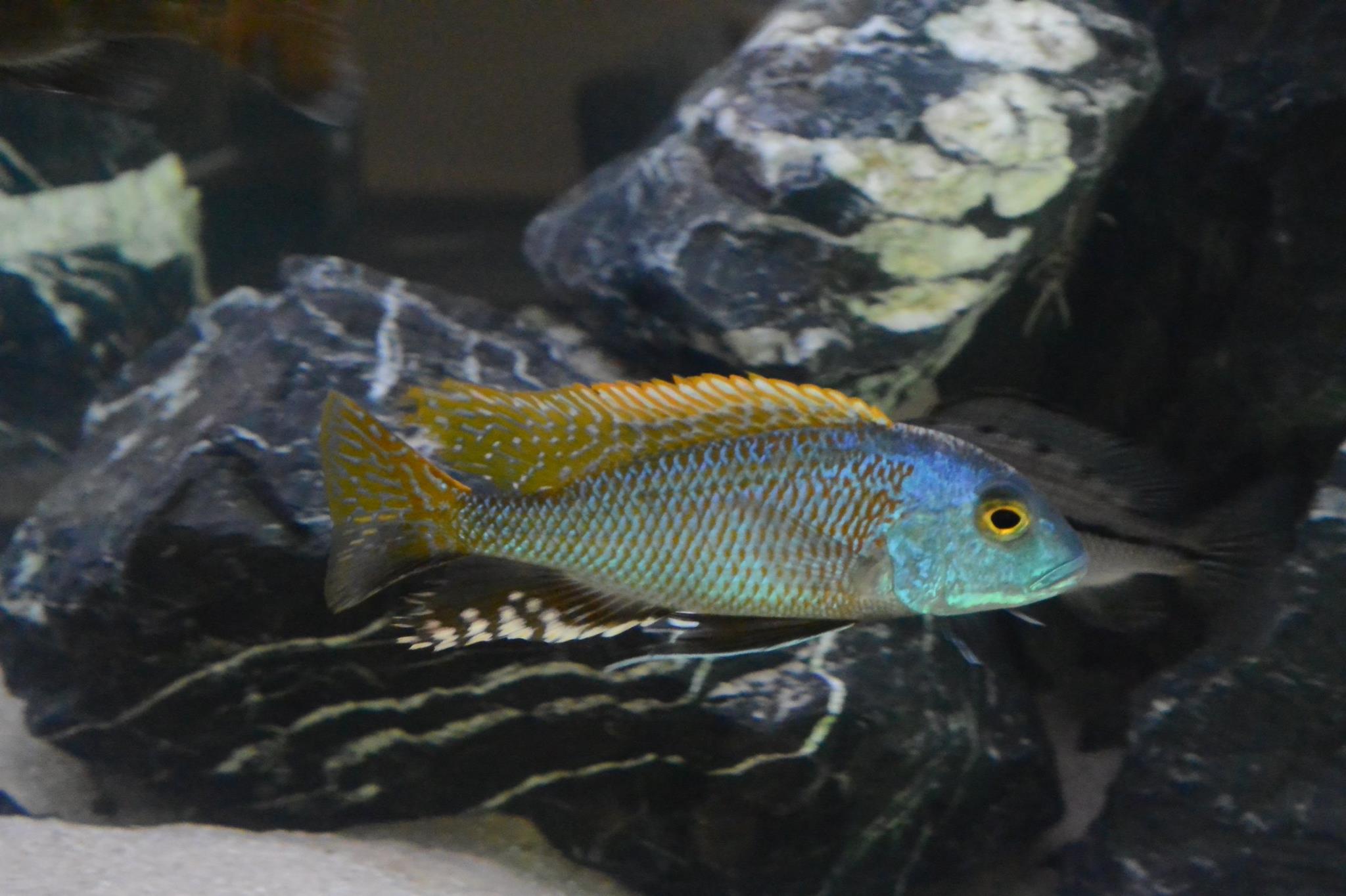 Buccochromis nototaenia mitch