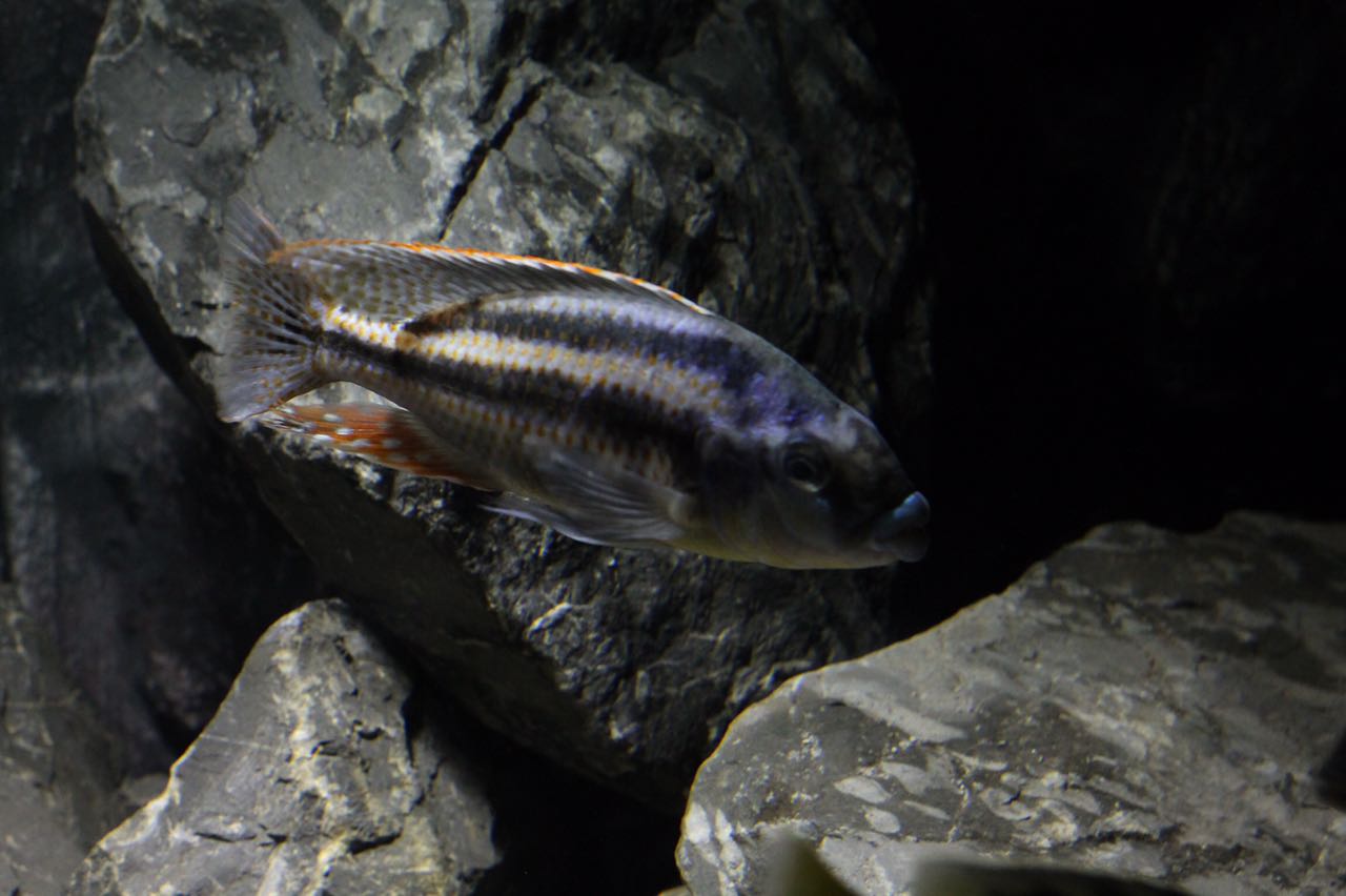 Cheilochromis euchilus Bianca Seisenberger 1