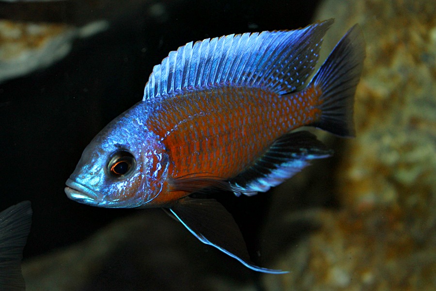 Copadichromis borleyi kadango Männchen Markus Bredehöft 1