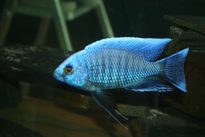 Copadichromis cyaneus