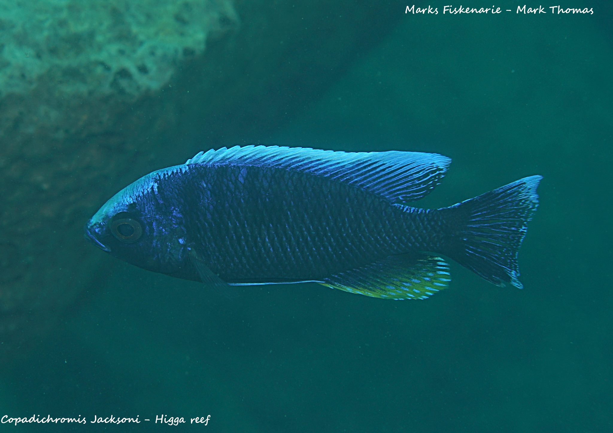 Copadichromis jacksoni higga reef Mark Thomas