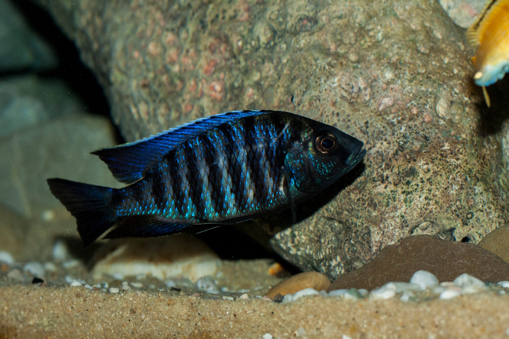 Copadichromis sp. "kawanga"