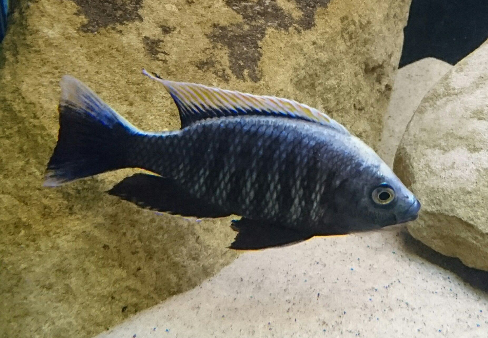 Copadichromis virginalis fire crest