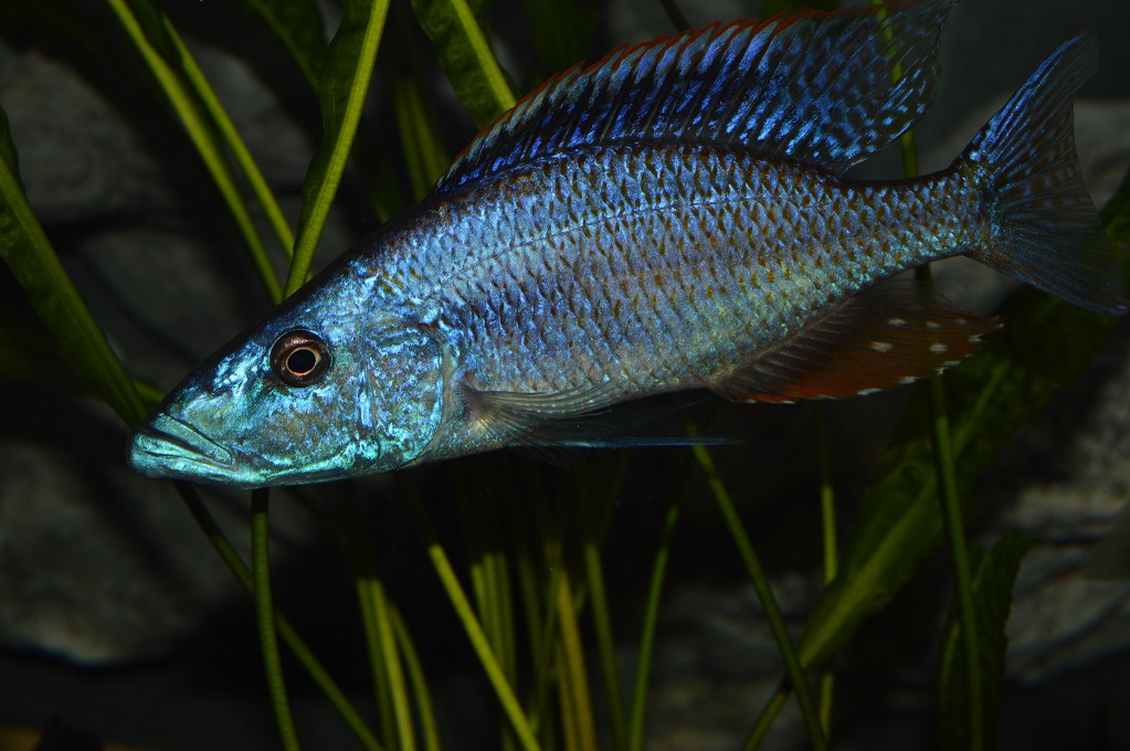 Dimidiochromis compressiceps chizumulu gold   Demir zgr1