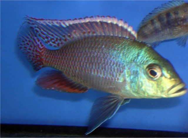 Lethrinops lethrinus