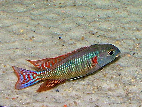 lethrinops marginatus Birger