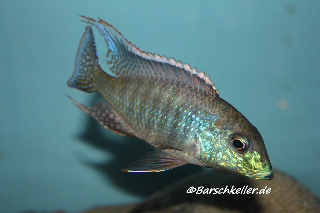 lethrinops longipinnis deep ntekete female Birger Lessow Barschkeller