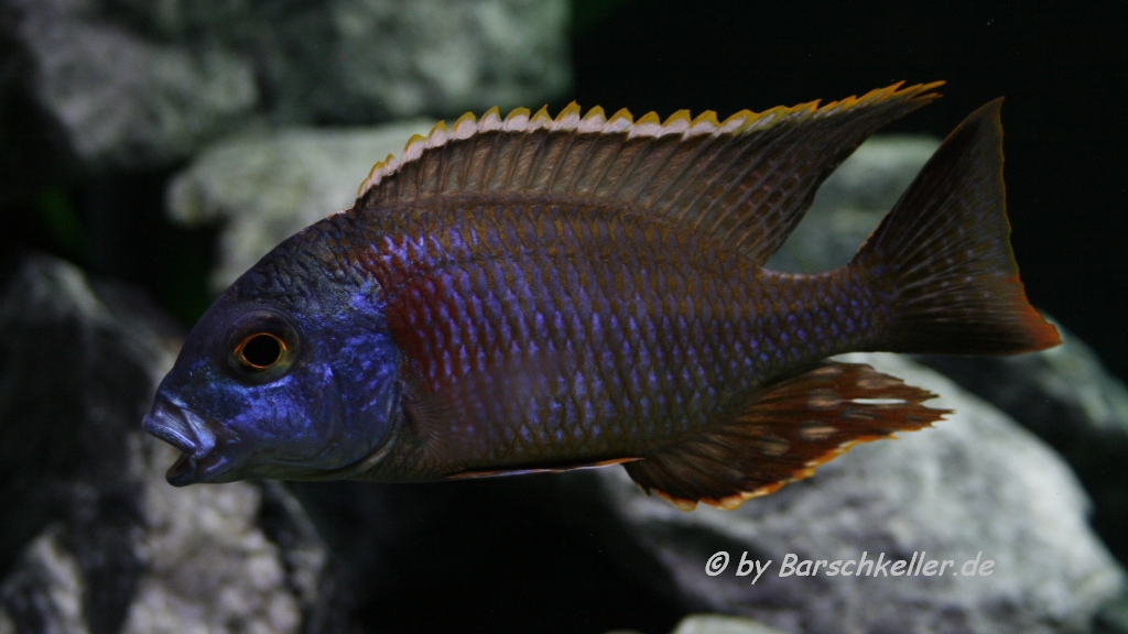 Lethrinops sp mbasi male barschkeller