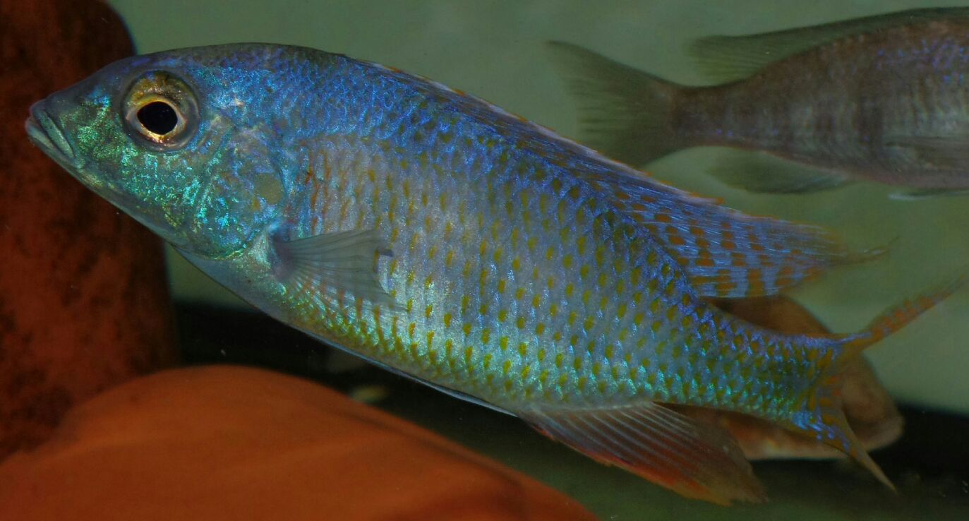 Mylochromis ericotaenia